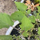 Identify bugs