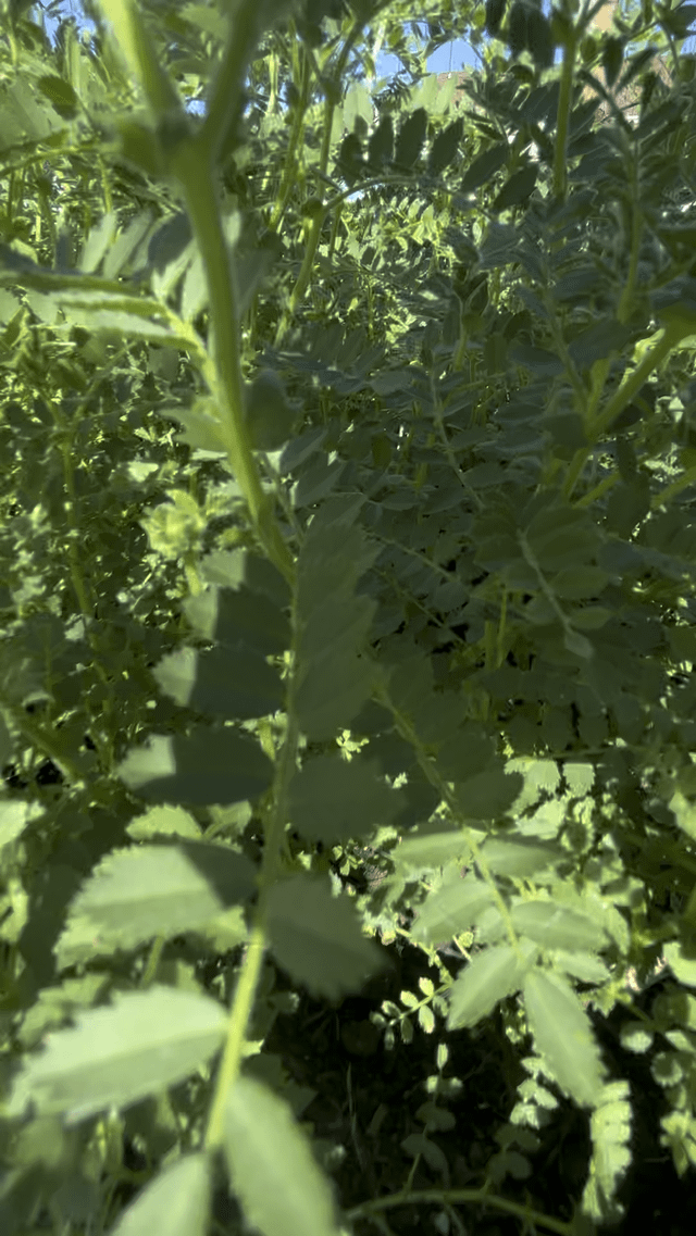 Check out my garbanzo bean forest. – Reddit Post