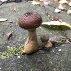 Nature 🍄 – Reddit Post