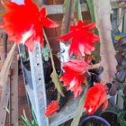 Spring is springing