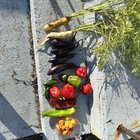 Today’s Mid Fall Harvest! – Reddit Post