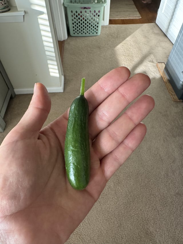 A lil mini cucumber from my aeroponic garden 🥒 – Reddit Post