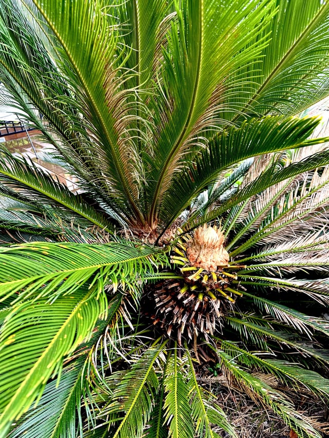 Cycad branching into two
