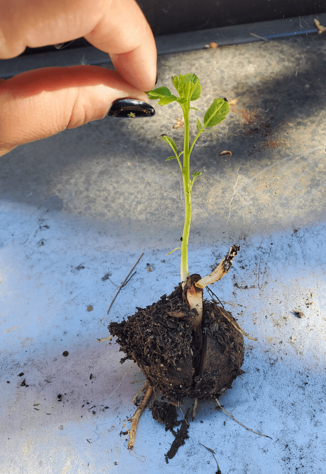 Thanks Mr Squirrel – Reddit Post