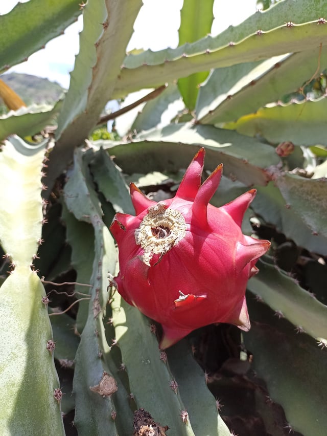 Dragon fruit 🌵 – Reddit Post
