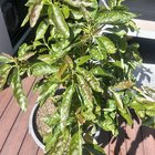 Avocado tree-help