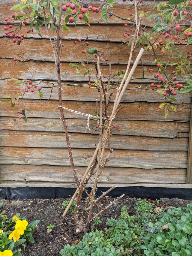 Is my rose dead?