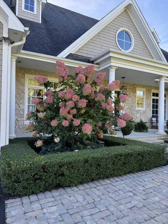 May I have a name of this Hydrangea? – Reddit Post