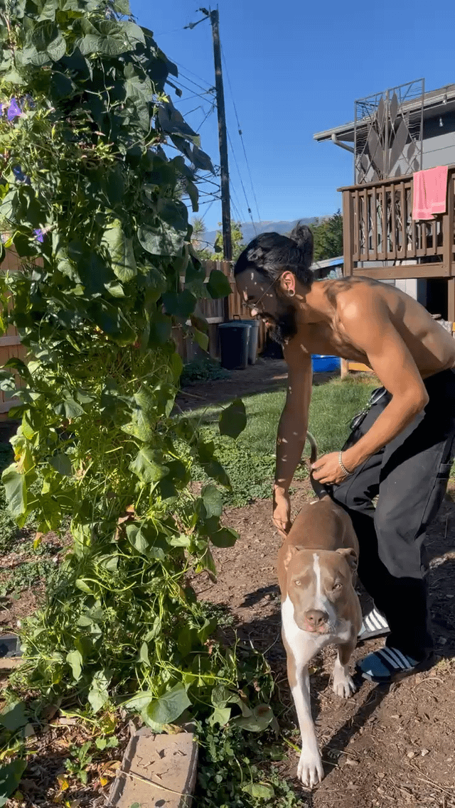 Easy removal of Morning Glory! – Reddit Post