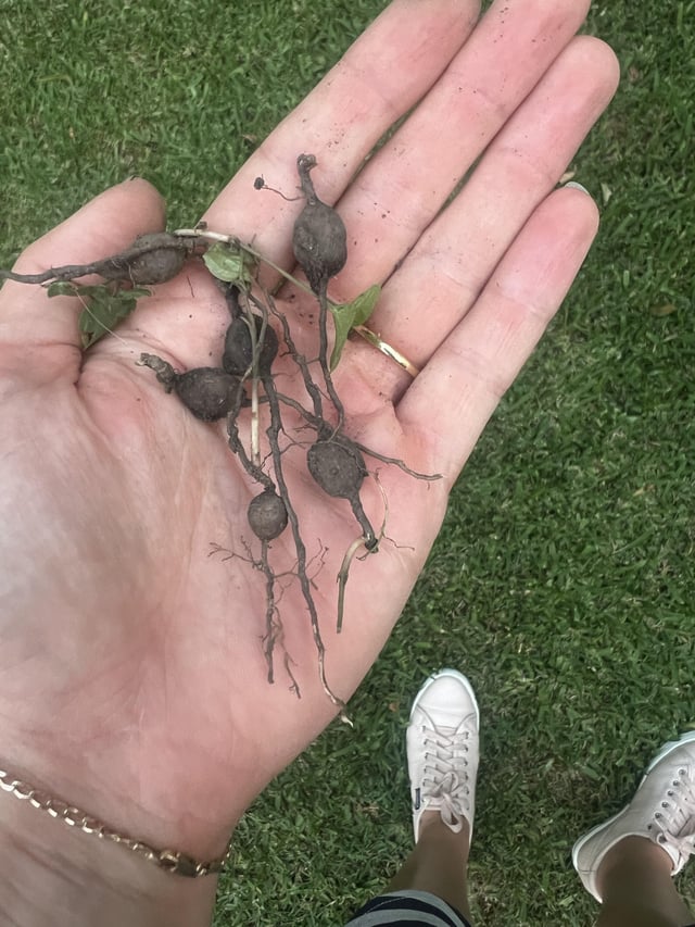 Can anyone identify this weed in my lawn?