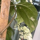 What is this white dotted thingy? – Reddit Post