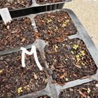 2 months and seedlings still tiny