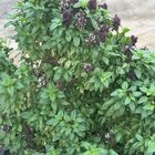 Basil bush – Reddit Post