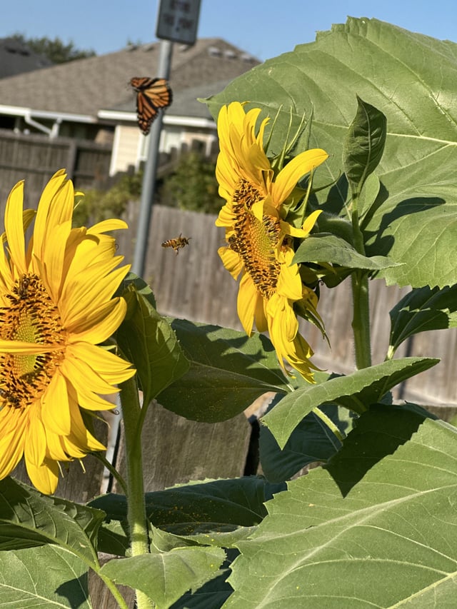 Sun flowers – Reddit Post
