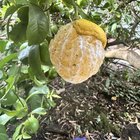 Anyone know what’s eating my lemons peels? – Reddit Post