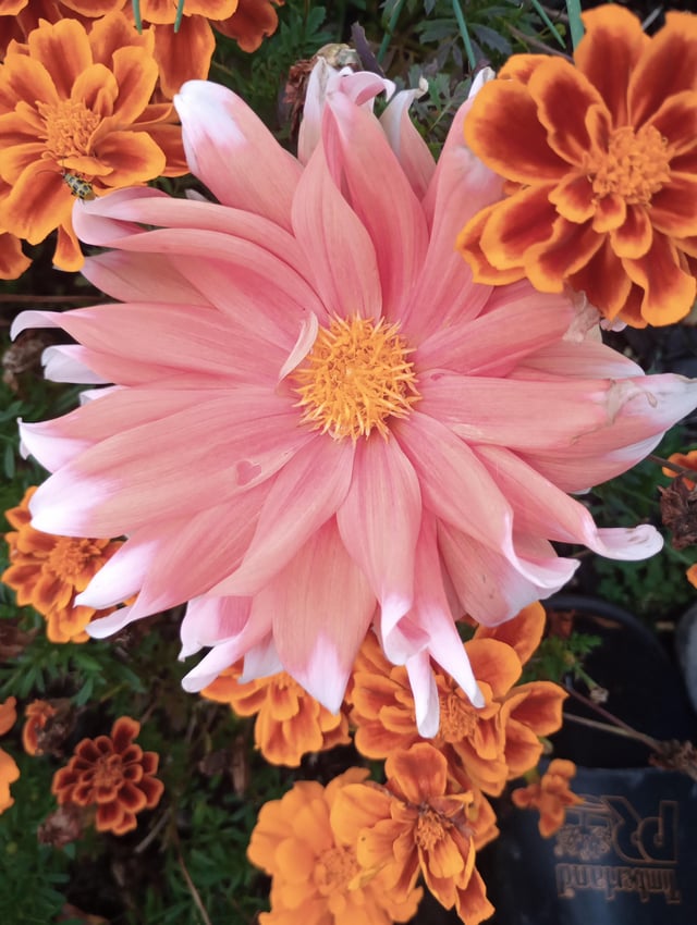 Just a pic I took yesterday in the backyard I like the different colors in the background – Reddit Post