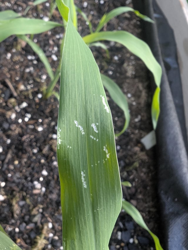 What’s doing this to my corn and how do I kill it??