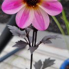 Dahlia Beauty – Reddit Post