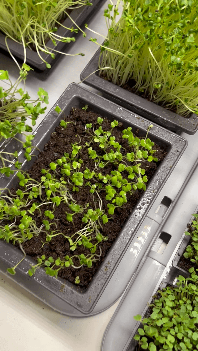 First time on micro greens 🥬 dose anyone know if they ore reddy thanks