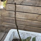 Bay leaf plant looking suspicious – Reddit Post
