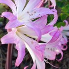 My September blooms – Reddit Post