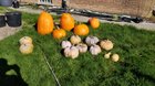 This year’s squash harvest – Reddit Post