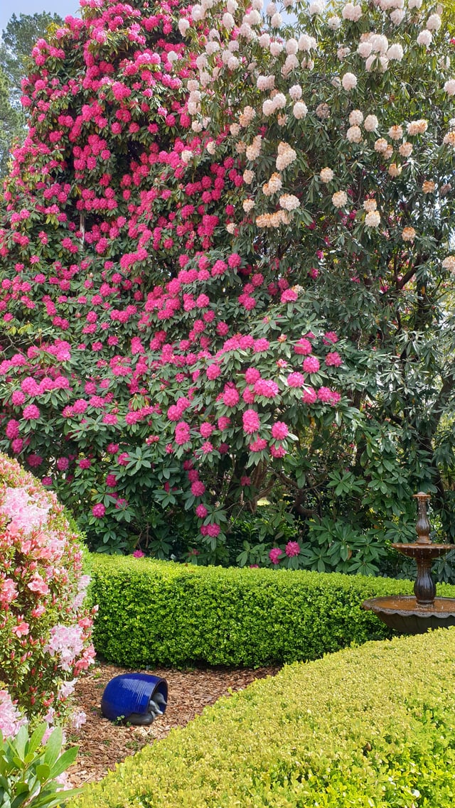 Are all Azaleas & Rhododendrons toxic ? How do people with pet dogs grow them ? – Reddit Post