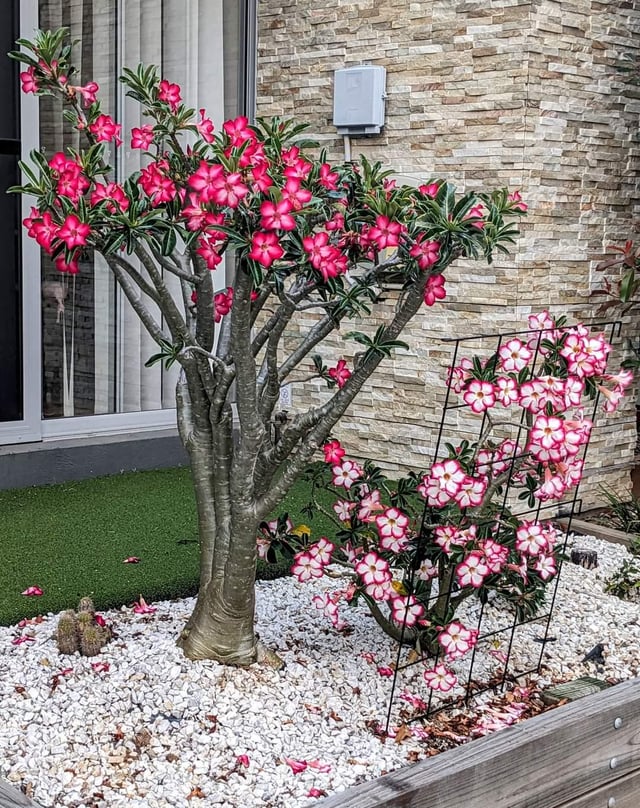 Tiny garden of a small unit next to the walkway – Reddit Post