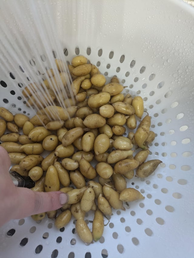Harvested my fingerling potatoes… – Reddit Post