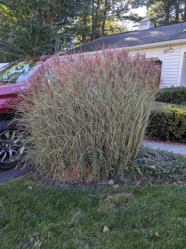 What is this and how can I trim it back? – Reddit Post
