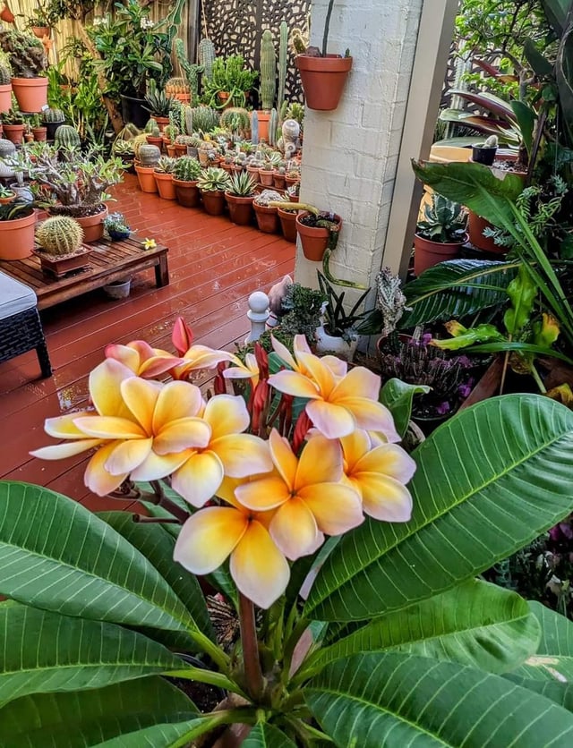 Plumeria in my garden – Reddit Post