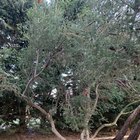 What tree is this and how do I care for it? (VIC, Mornington Peninsular)