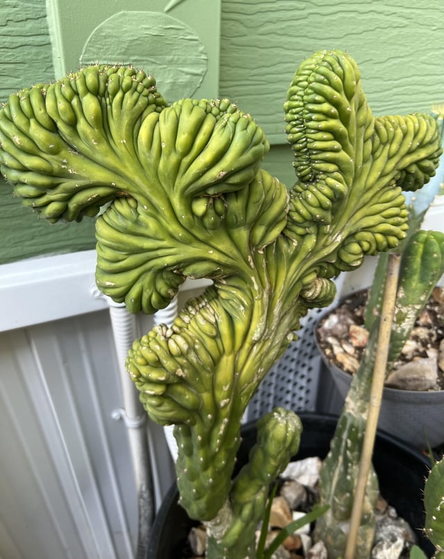 A funky crested Tricho 🌵 – Reddit Post