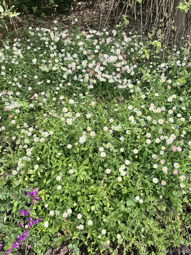 Is this a weed?