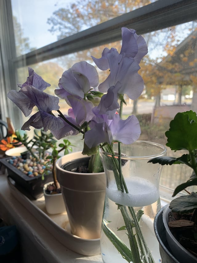 Last cut flowers of the year. – Reddit Post