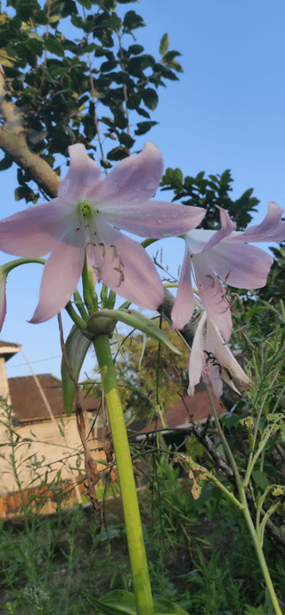 is this amaryllis? she is so beautiful. – Reddit Post