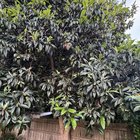 What is this tree?