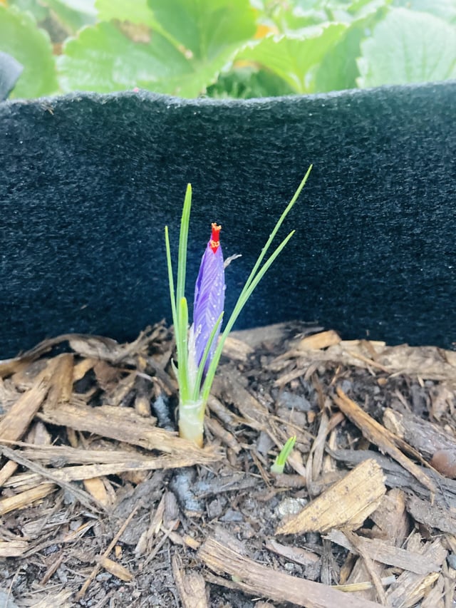 Saffron! – Reddit Post