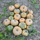Pumpkins from my parent’s garden 🎃 – Reddit Post