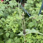 Strawberry leaves going weird