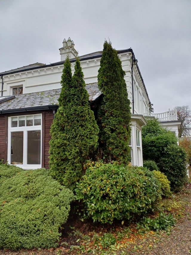 Chopping conifers in half – how unsightly will it be?