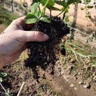 Look at my baby strawberries! Started propagating the runners kind of late in the season but I am so happy with how they turned out. – Reddit Post