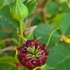 What’s going on with this rose bud? 2nd photo shows what other buds on the plant looks like. – Reddit Post