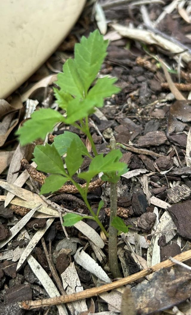 Help to ID the mystery plant for me!