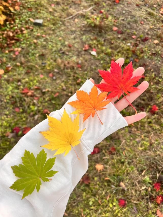 The colours of fall are beautiful 🇨🇦🍁 – Reddit Post