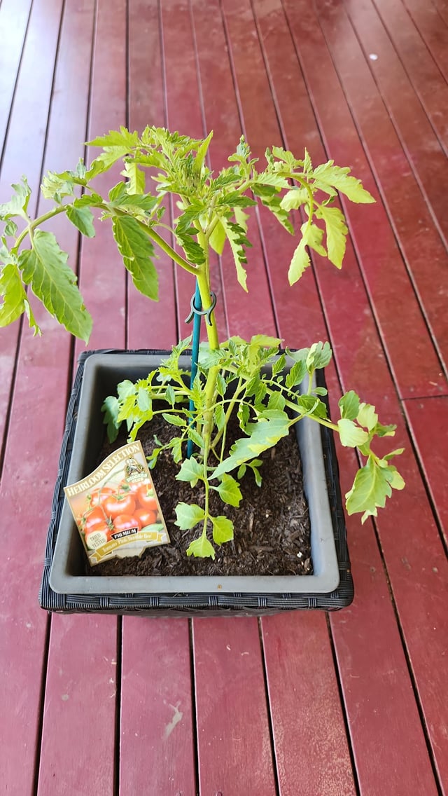 Tomato plant wilting
