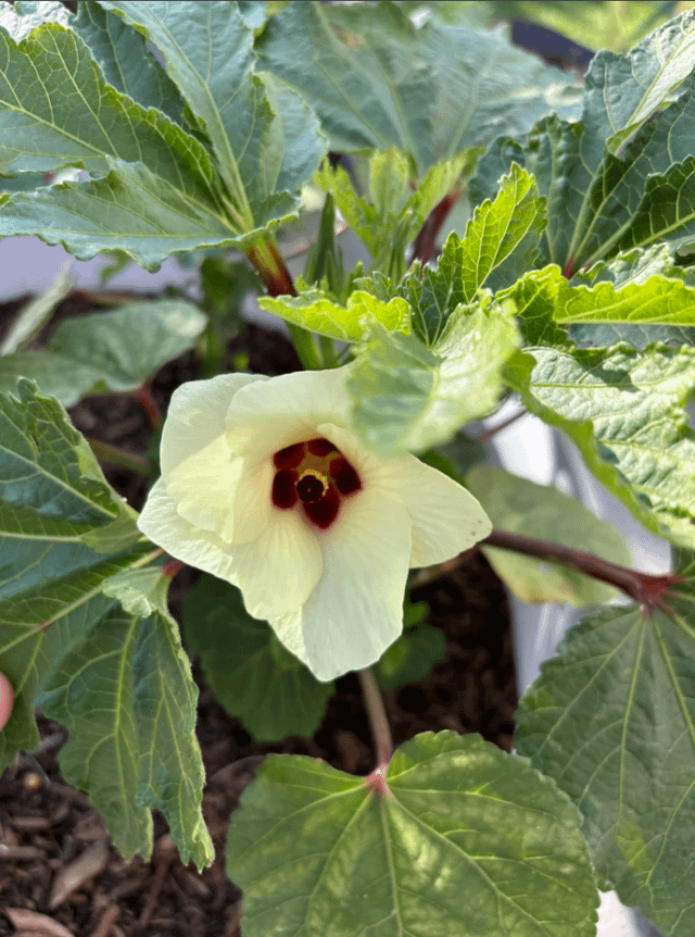 My first okra flower bloom (planted it late in the season) next year I will plant it in the front yard as an ornamental with bonus food. – Reddit Post