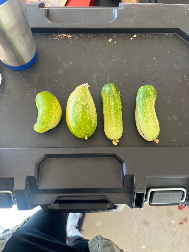 Why do some of my pickling cucumbers look like this? – Reddit Post