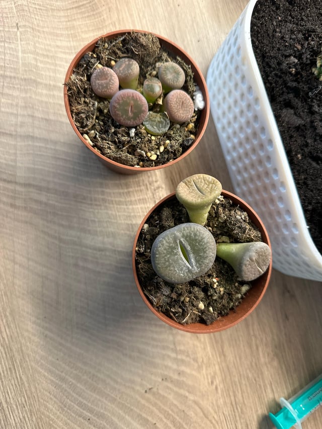 Bought some lithops – and now? – Reddit Post