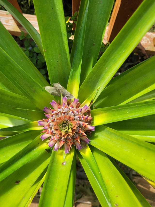 Pineapple! Took 4 years but I finally have a pineapple! – Reddit Post